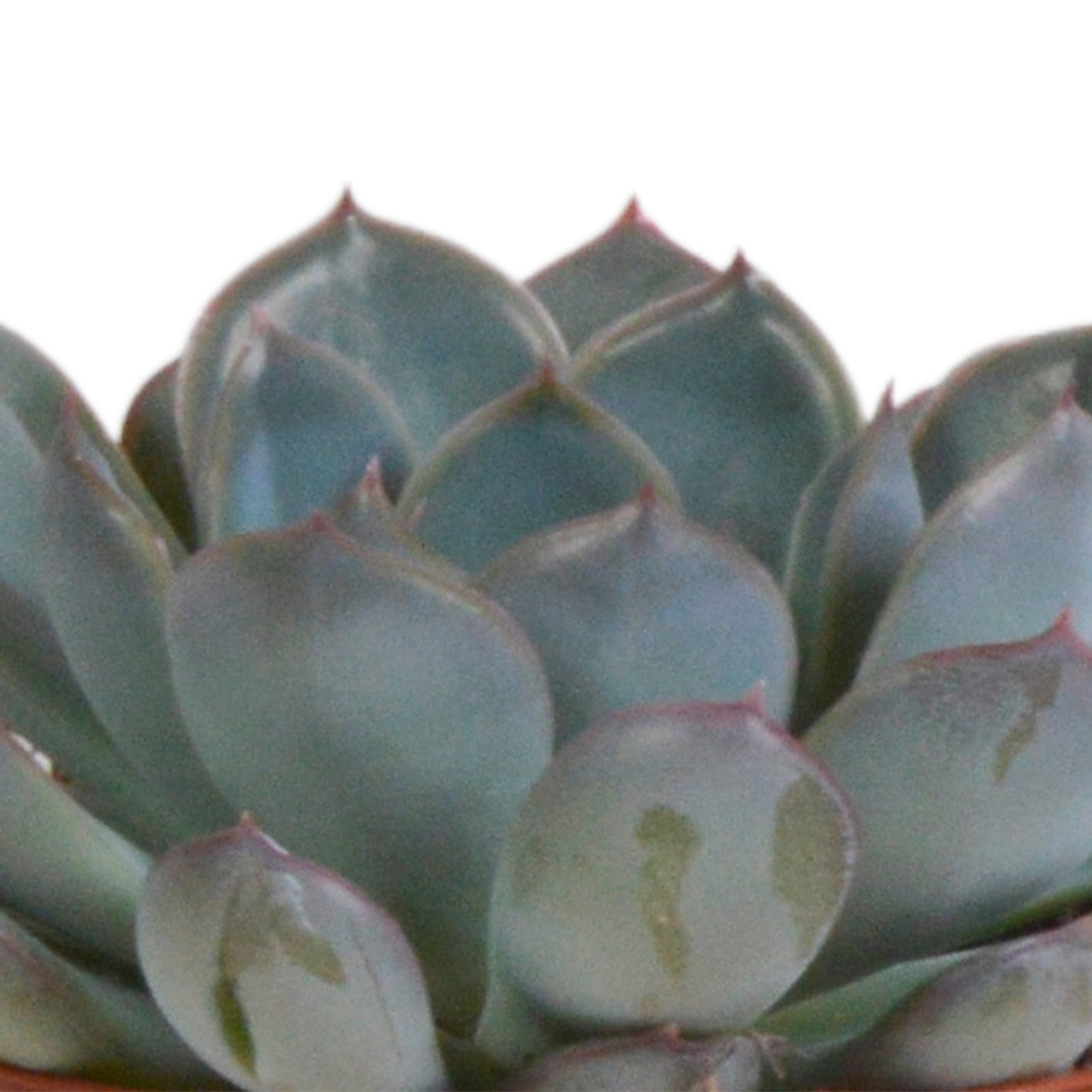 Echeveria mix 8.5 cm - 3x - in terracotta pot