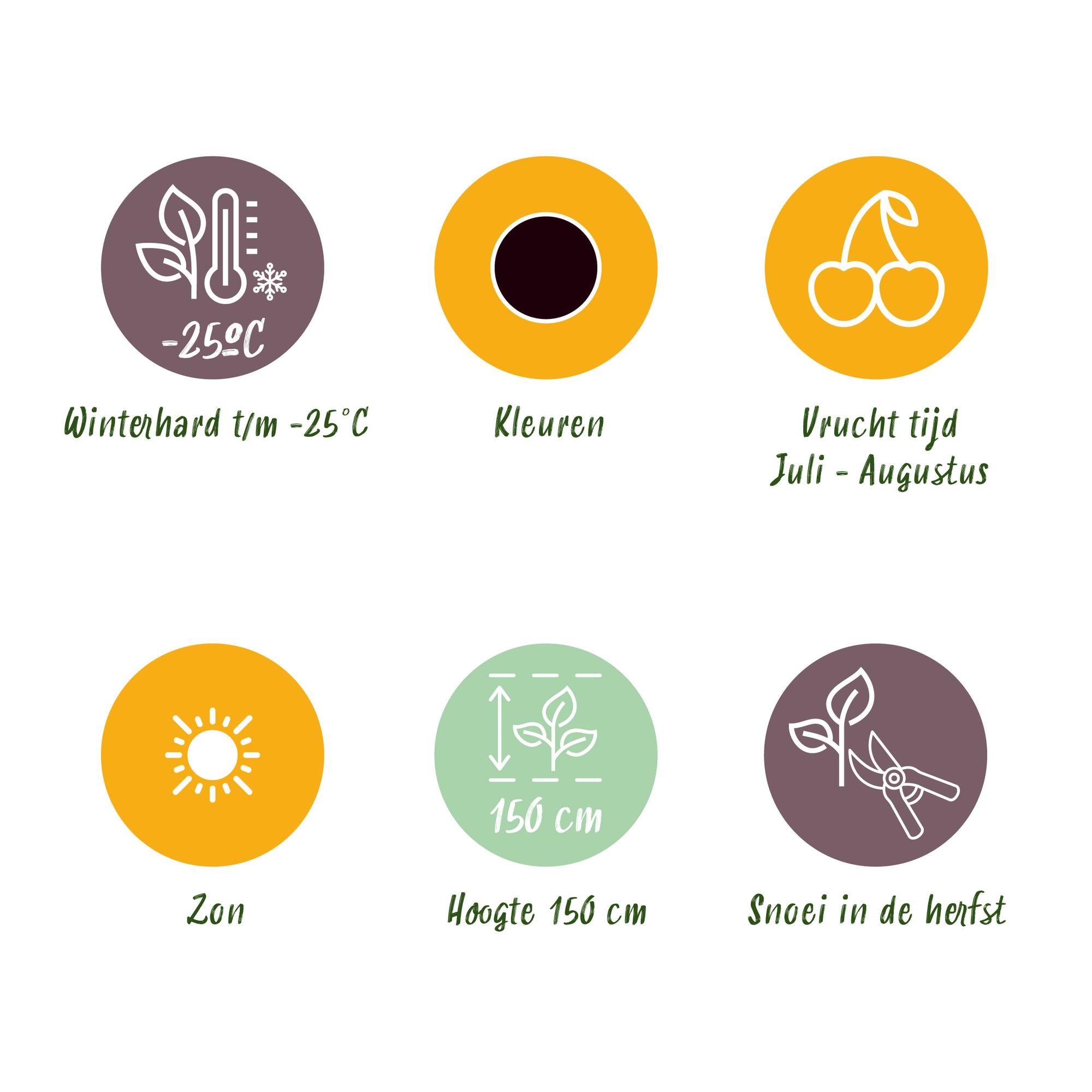 Green boutiQ - Fruitplanten - Jostabes - Ribes Jostabes - Winterhard - 6 Planten - Pot 9 cm - Zwarte Bes