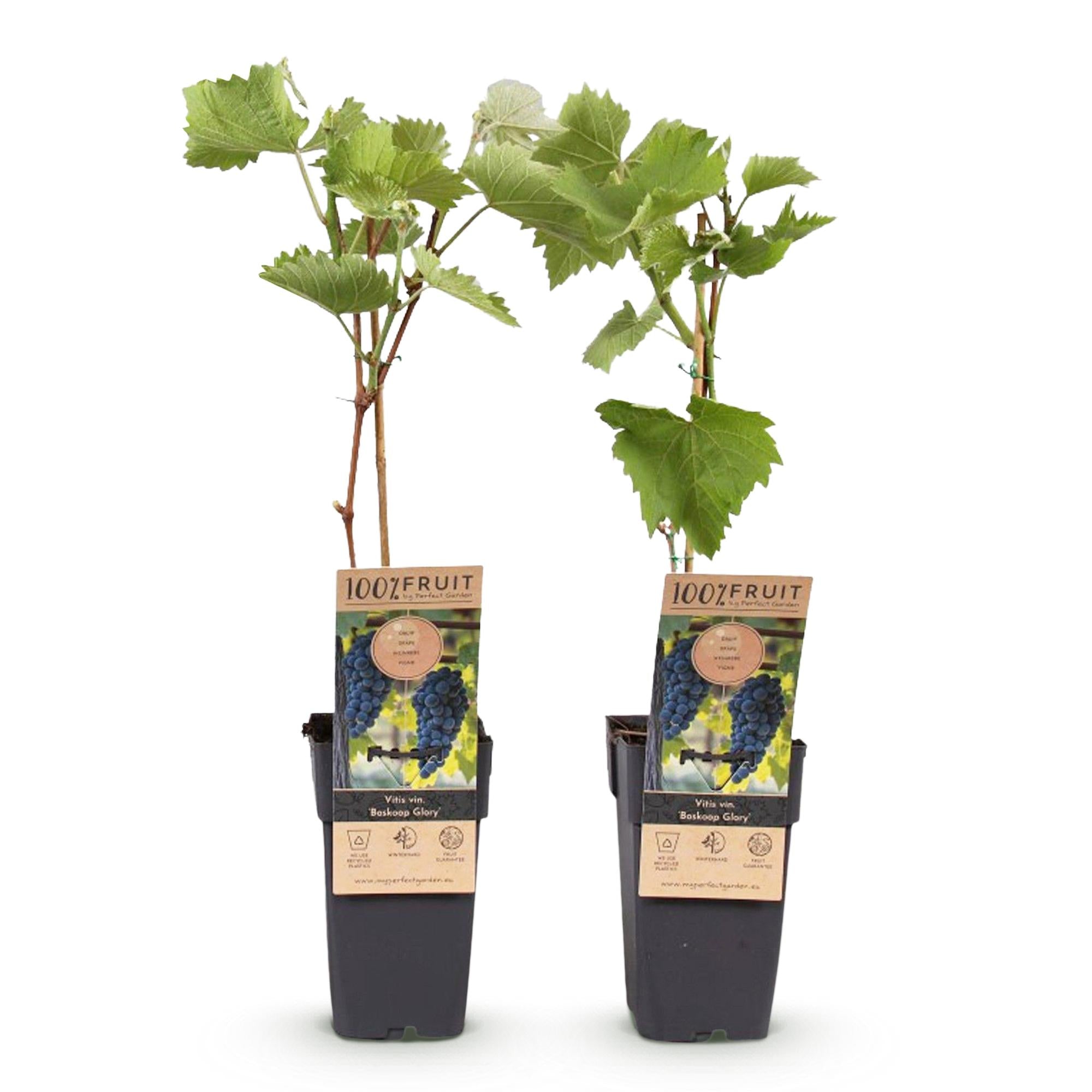 Green boutiQ - Fruitplant - Blauwe Druif - Vitis vinifera Boskoop Glory - 2 planten - Pot 15cm Hoogte 50cm