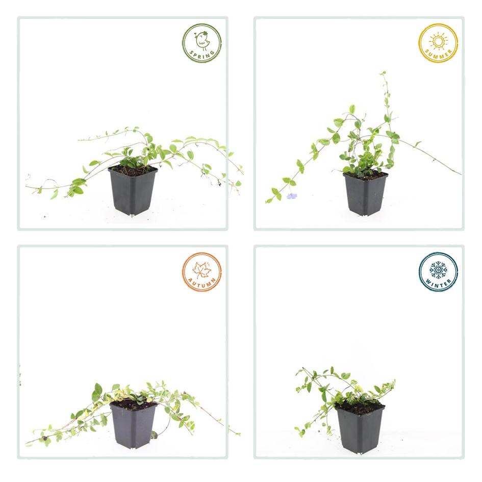 40x Vinca minor 'Blue and Gold' - ↕10-25cm - Ø9cm