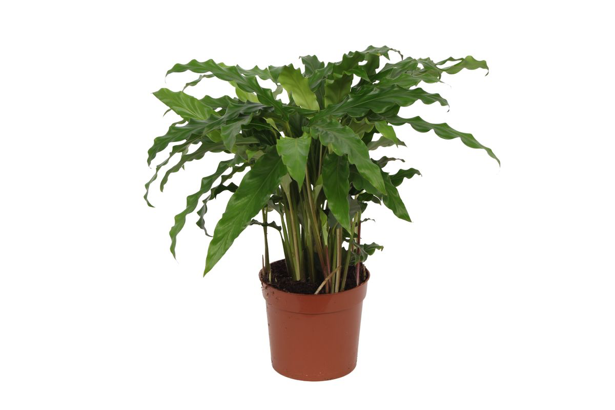 Calathea Bluegrass - 35 cm - Ø12cm