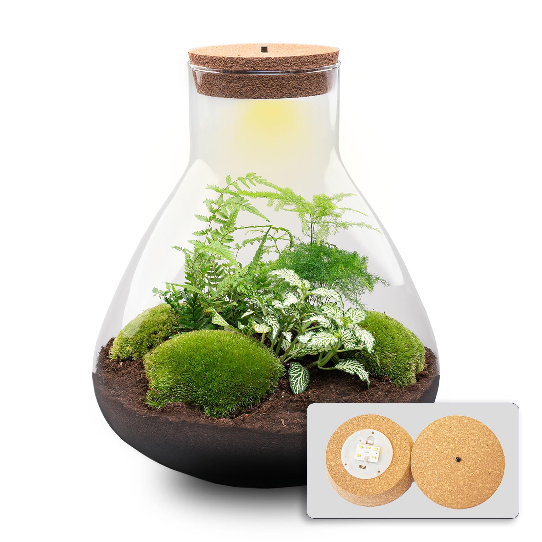 DIY Planten terrarium met licht - Sam XL Green - Ø 30 cm ↑ 32 cm - No tools