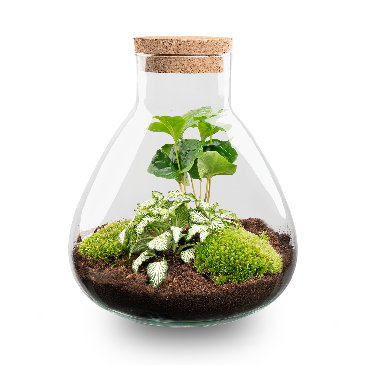 DIY Planten terrarium – Sammie Coffea White – ↕ 27 cm