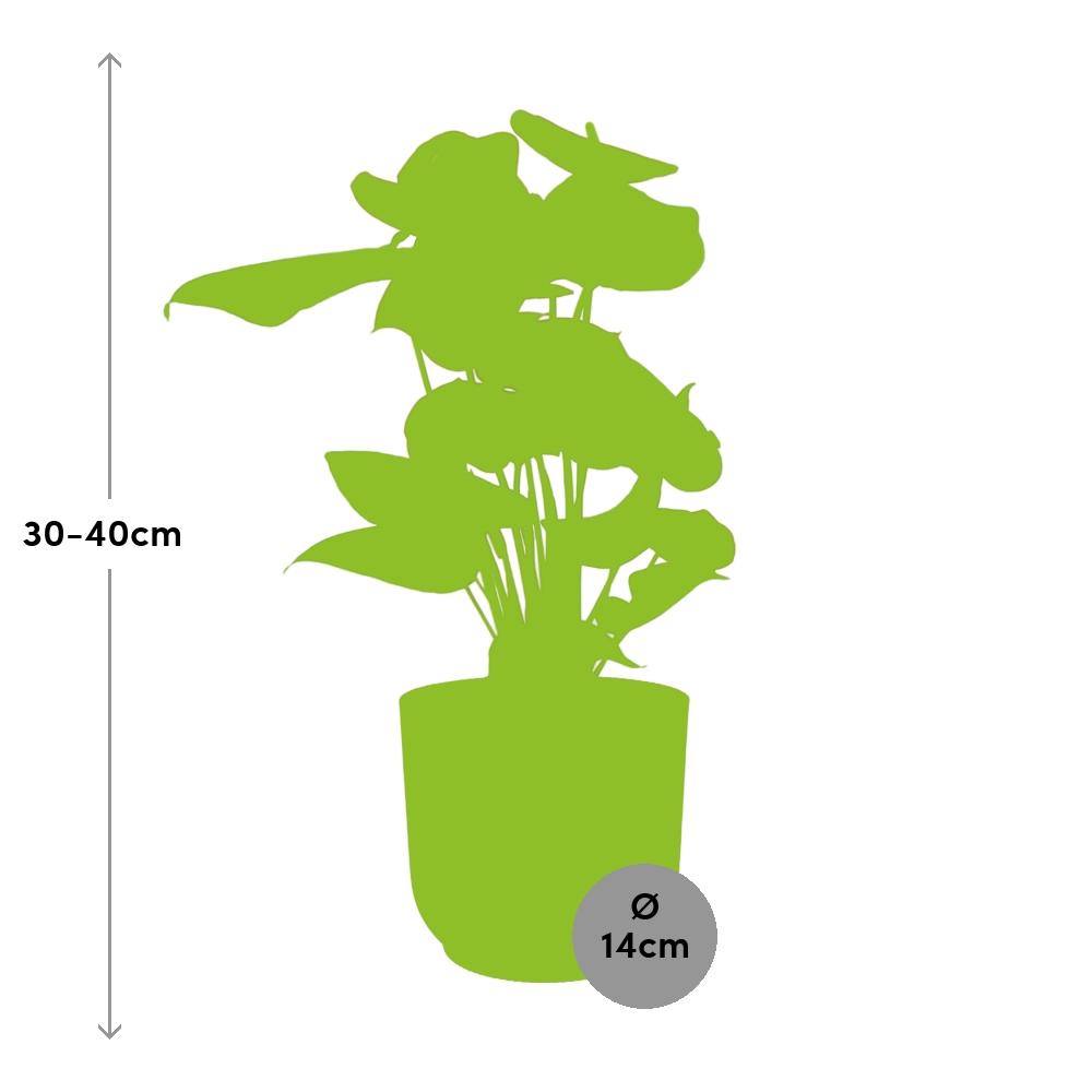 Anthurium Red 12cm in ELHO Vibes Fold 14cm roze