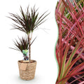 Green BoutiQ - Green is... Kamerplanten - Dracaena Magenta - Drakenbloedboom - Weinig onderhoud - met mand - Groen - 1 Plant - Pot 21cm - Hoogte 90-100cm