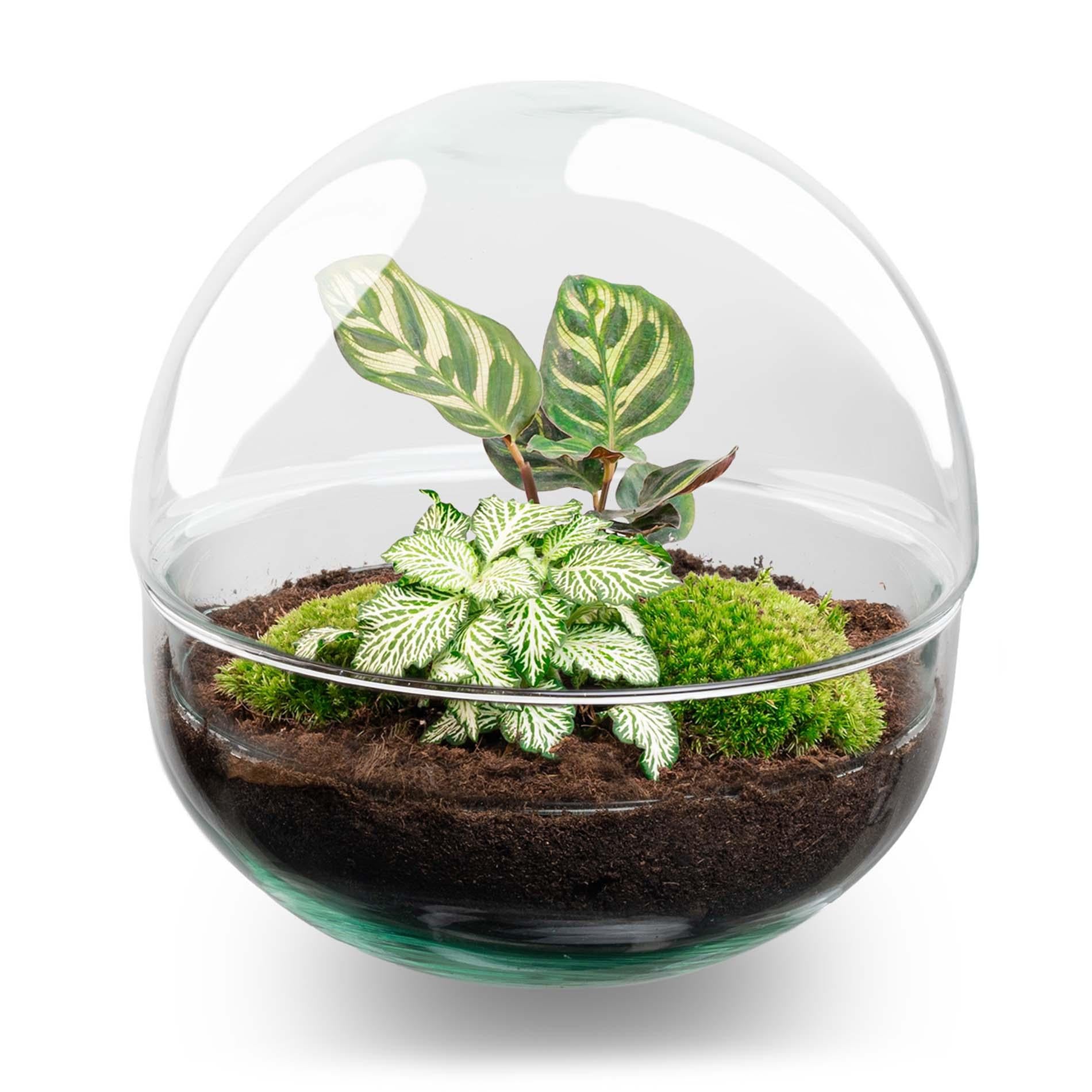 DIY Planten terrarium tweedelig bolglas - Dome - Ø 20 cm ↑ 20 cm - Normal