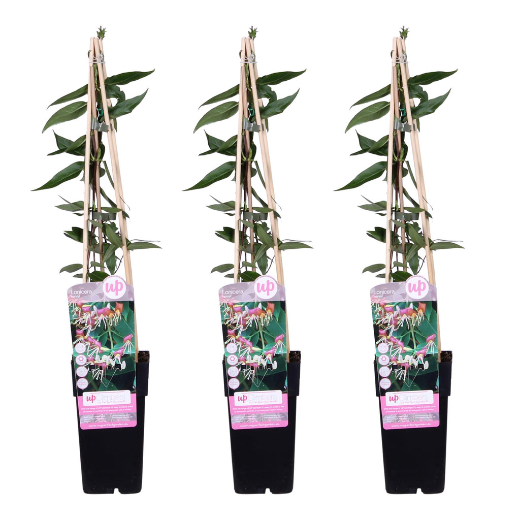 3x - Lonicera henryi - ↨65cm - Ø15