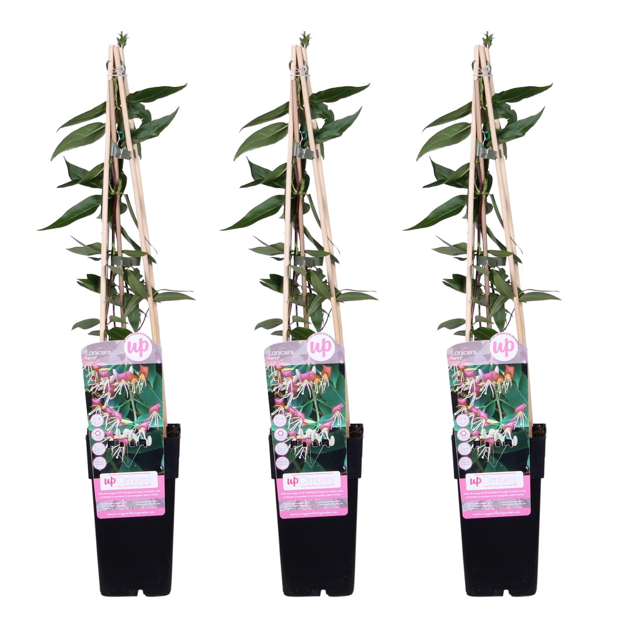 3x - Lonicera henryi - ↨65cm - Ø15