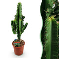 Green boutiQ - Kamerplant - Euphorbia eritrea - Afrikaanse melkboom - Weinig onderhoud - Groen - 1 - Pot 17cm - Hoogte 60cm