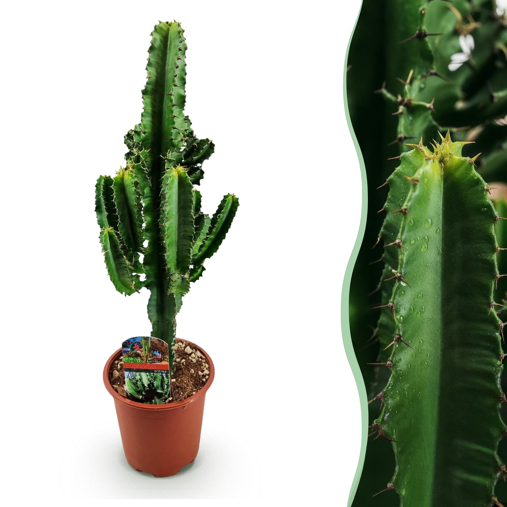 Green boutiQ - Kamerplant - Euphorbia eritrea - Afrikaanse melkboom - Weinig onderhoud - Groen - 1 - Pot 17cm - Hoogte 60cm