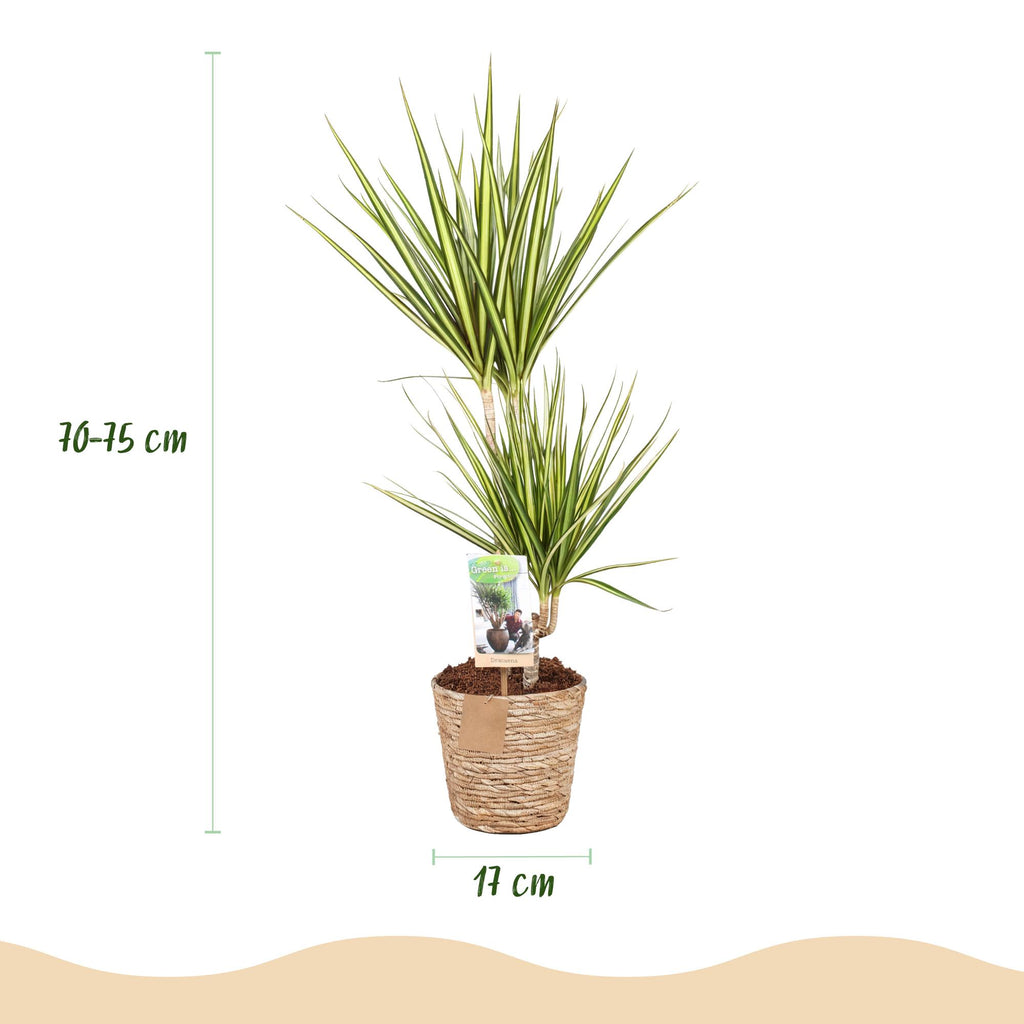 Green BoutiQ - Green is... Kamerplanten - Dracaena Sunray - Drakenbloedboom - Weinig onderhoud - met mand - Groen - 1 Plant - Pot 17cm - Hoogte 70-75cm