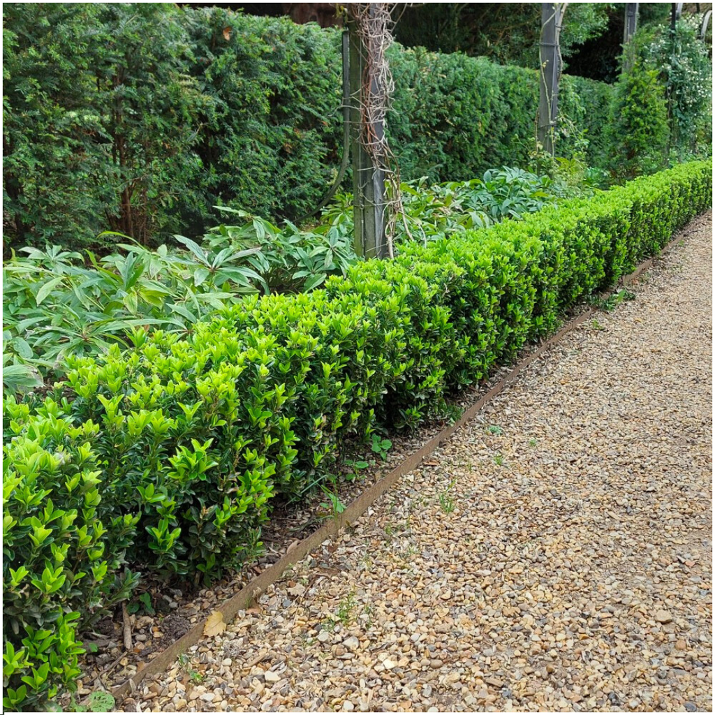 4 x 6 pack Euonymus 'Green Spire' - Ø 7 cm - ↨ 15 cm