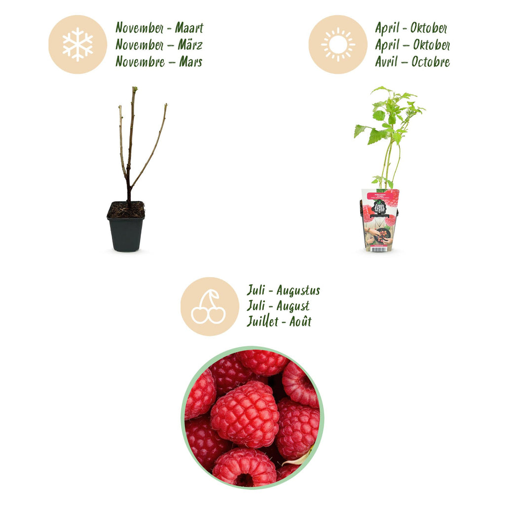 Green boutiQ - Fruitplanten - Framboos - Rubus idaeus Ottawa - Winterhard - 6 Planten - Pot 9 cm - Rode Framboos
