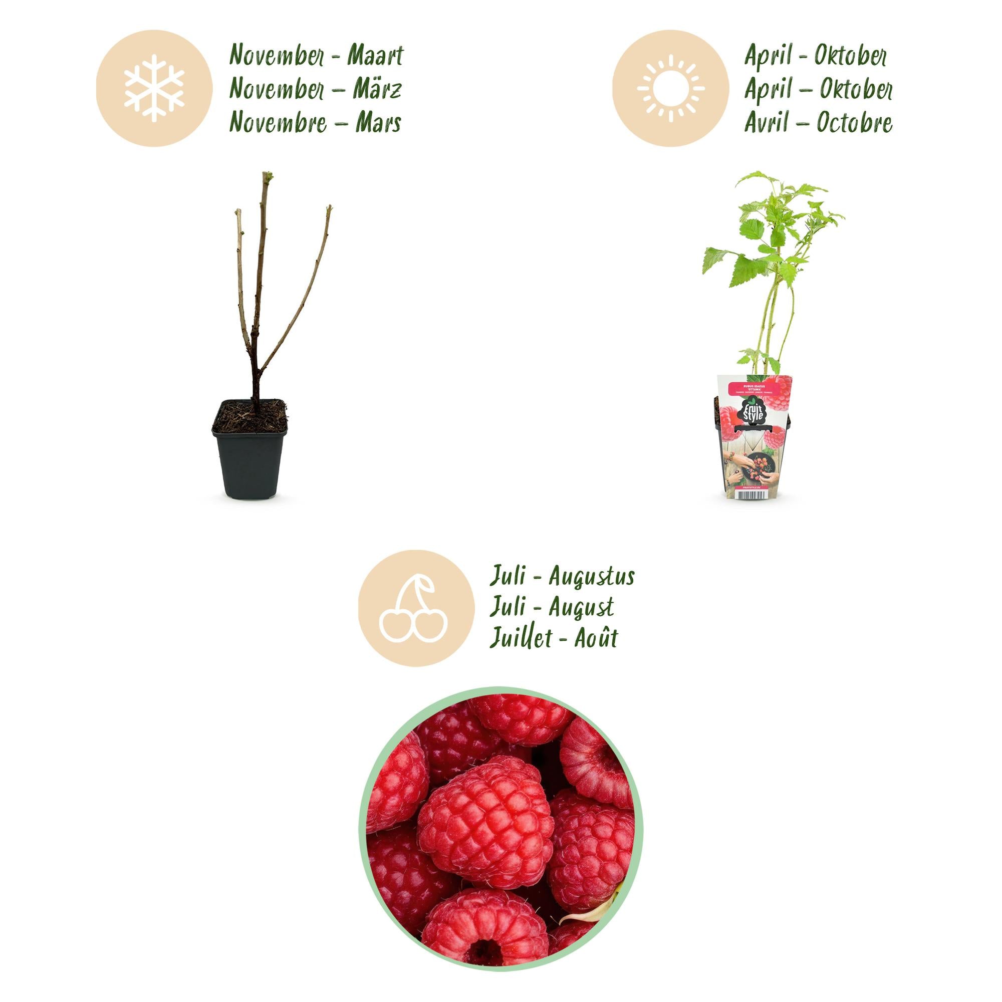 Green boutiQ - Fruitplanten - Framboos - Rubus idaeus Ottawa - Winterhard - 6 Planten - Pot 9 cm - Rode Framboos