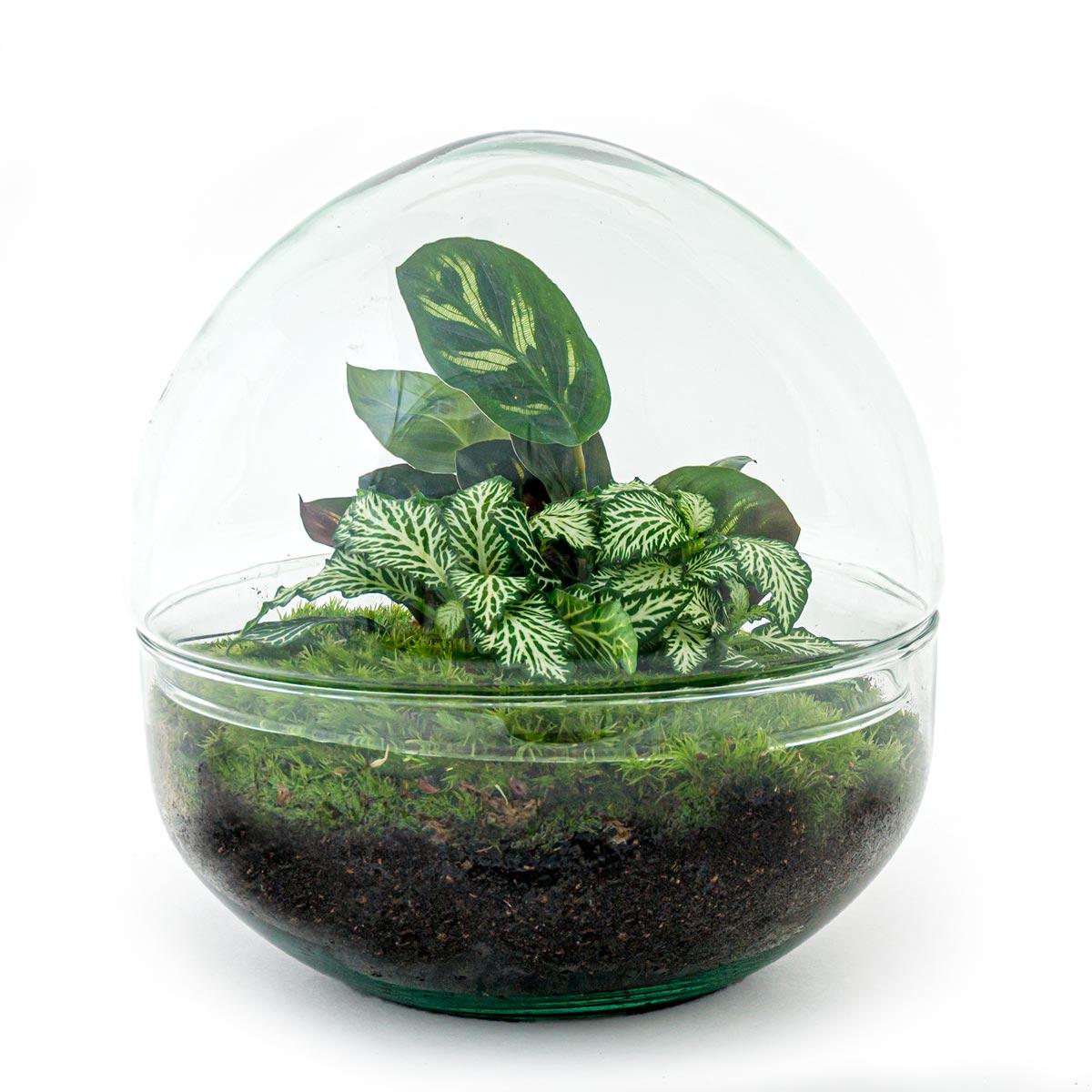 DIY Planten terrarium tweedelig bolglas - Dome - Ø 20 cm ↑ 20 cm - Rake + Shovel + Tweezer + Scissors