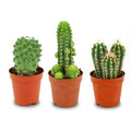 Mini Cactus Set - 3 Stuks - Ø 5.5 cm - Hoogte: 5-10 cm