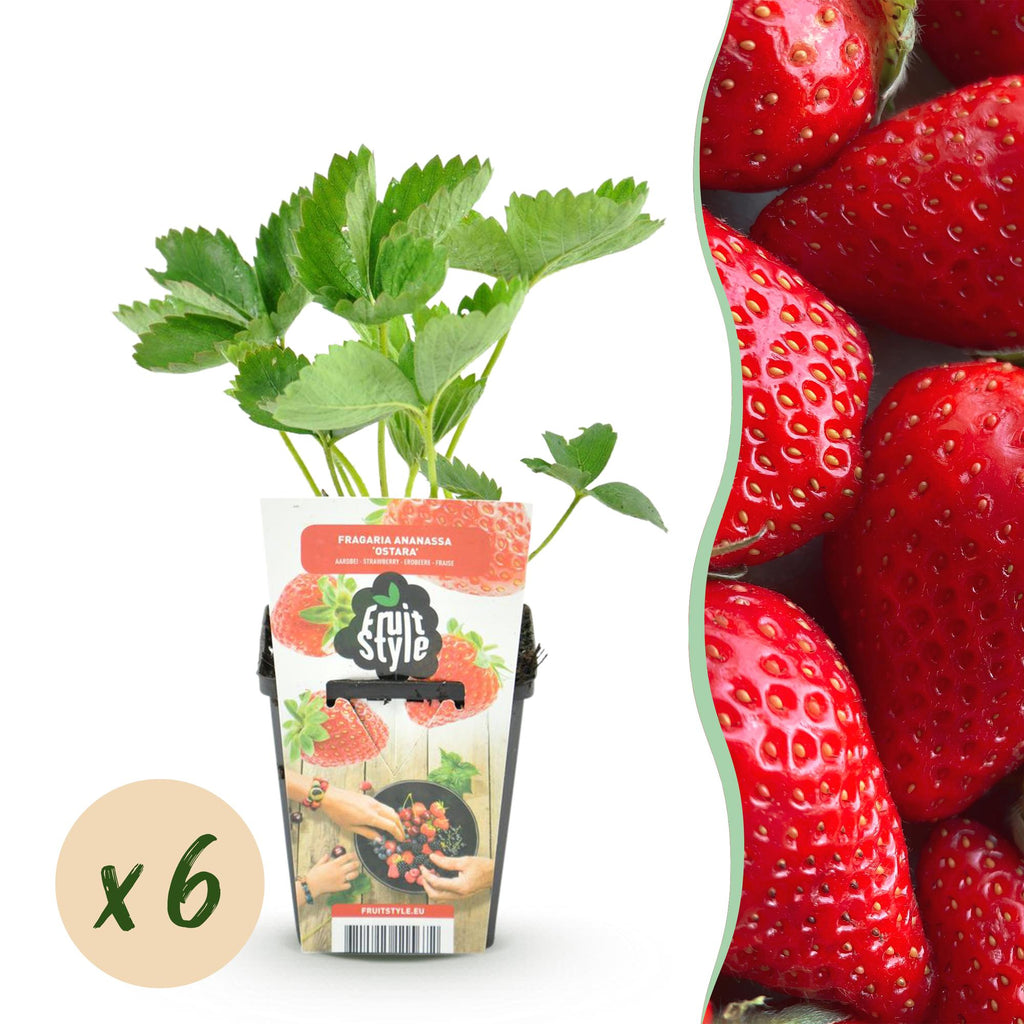 Green boutiQ - Fruitplanten - Aardbei - Fragaria Elsanta - Winterhard - 6 Planten - Pot 9 cm - Rode Aardbei