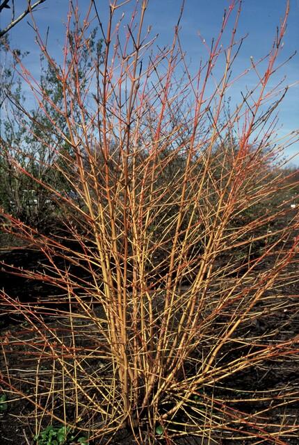 24x Cornus sang. 'Midwinter Fire' - ↕10-25cm - Ø9cm