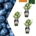 3 x Bosbessenplanten BIO - Ø 13 cm - ↨ 20 cm