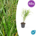 48x Hakonechloa macra - ↕10-25cm - Ø9cm