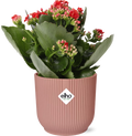 Mother's Day - Kalanchoe Rosalina Don Justino Rood  + ELHO Vibes Fold 14cm roze