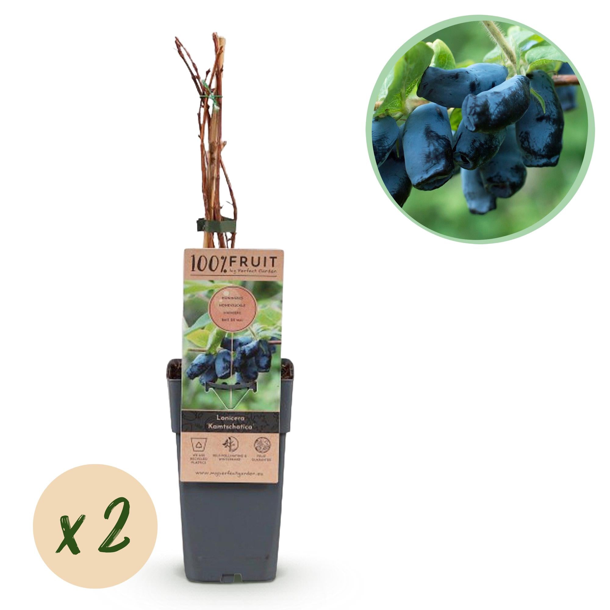 Green boutiQ - Fruitplant - Honingbes - Lonicera caerulea Kamchatika - Blauwe Bes - 2 planten - Pot 15cm Hoogte 50cm