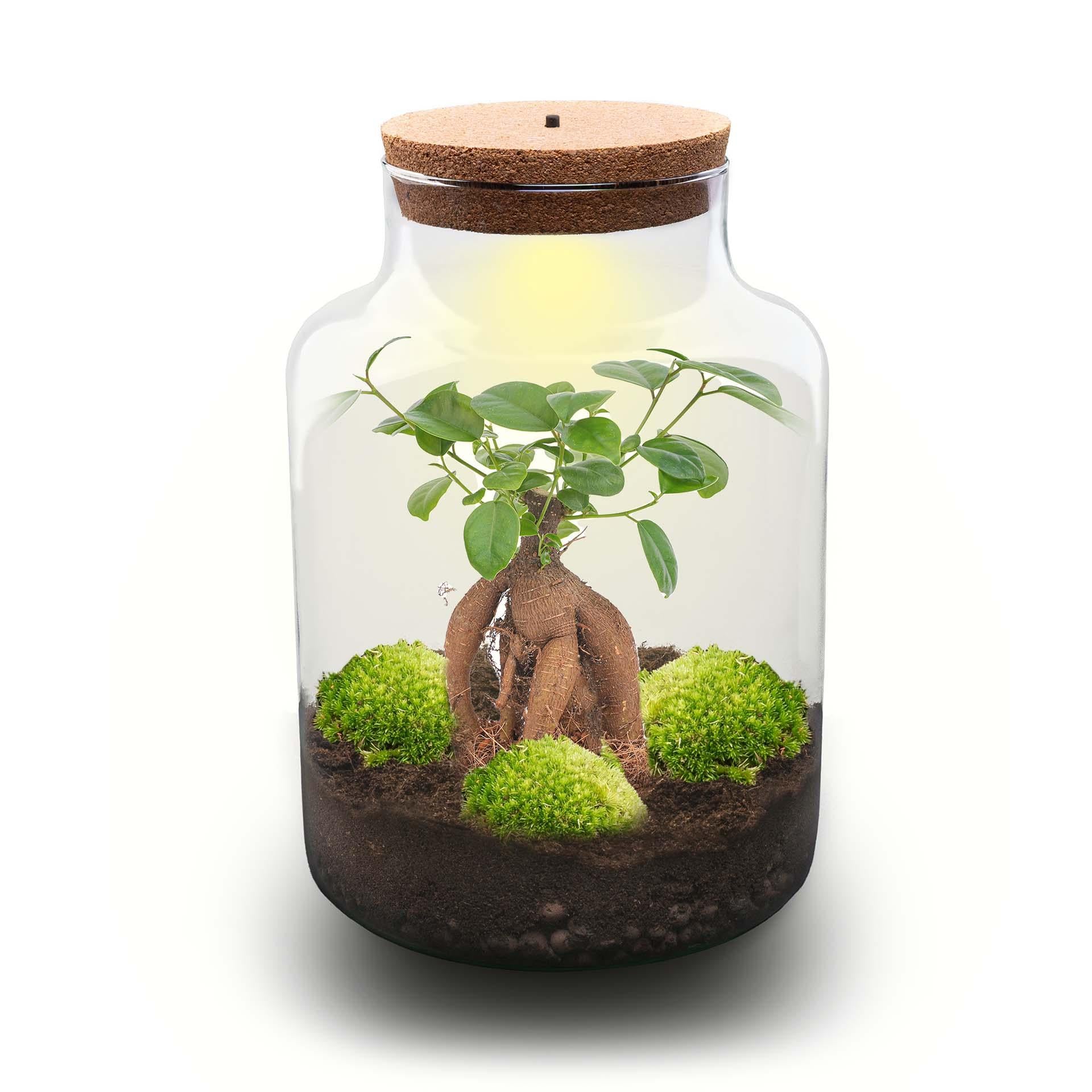DIY Planten terrarium met licht - Milky Bonsai - Ø 21 cm ↑ 30 cm - No tools