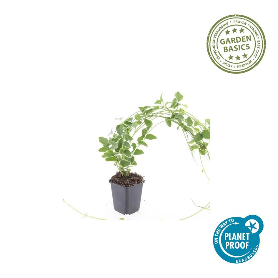 48x Vinca major 'Variegata' - ↕10-25cm - Ø9cm