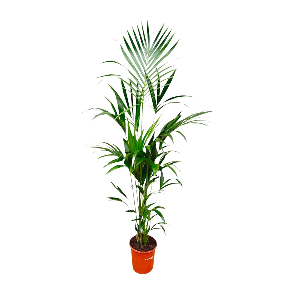 Kentia palm - 180cm - ⌀21 -24