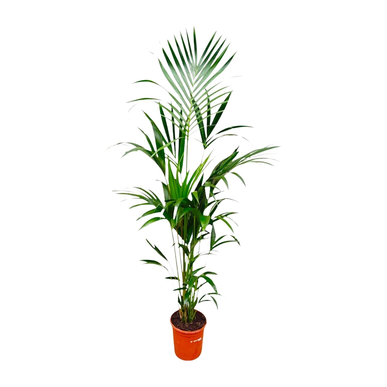 Kentia palm - 180cm - ⌀21 -24