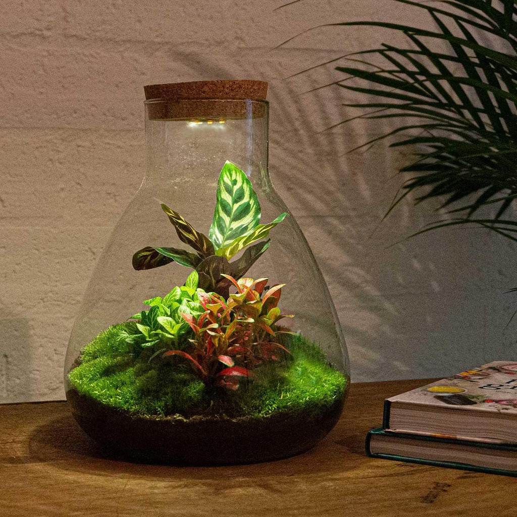DIY Planten terrarium met licht - Sam Calathea - Ø 24,5 cm ↑ 30 cm - Rake + Shovel + Tweezer