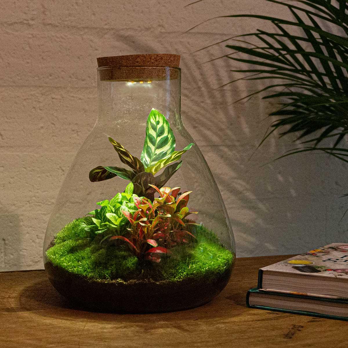 DIY Planten terrarium met licht - Sam Calathea - Ø 24,5 cm ↑ 30 cm - Rake + Shovel + Tweezer