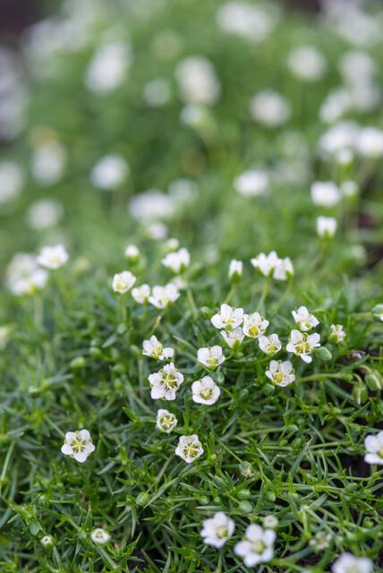 20x Sagina subulata - ↕10-25cm - Ø9cm