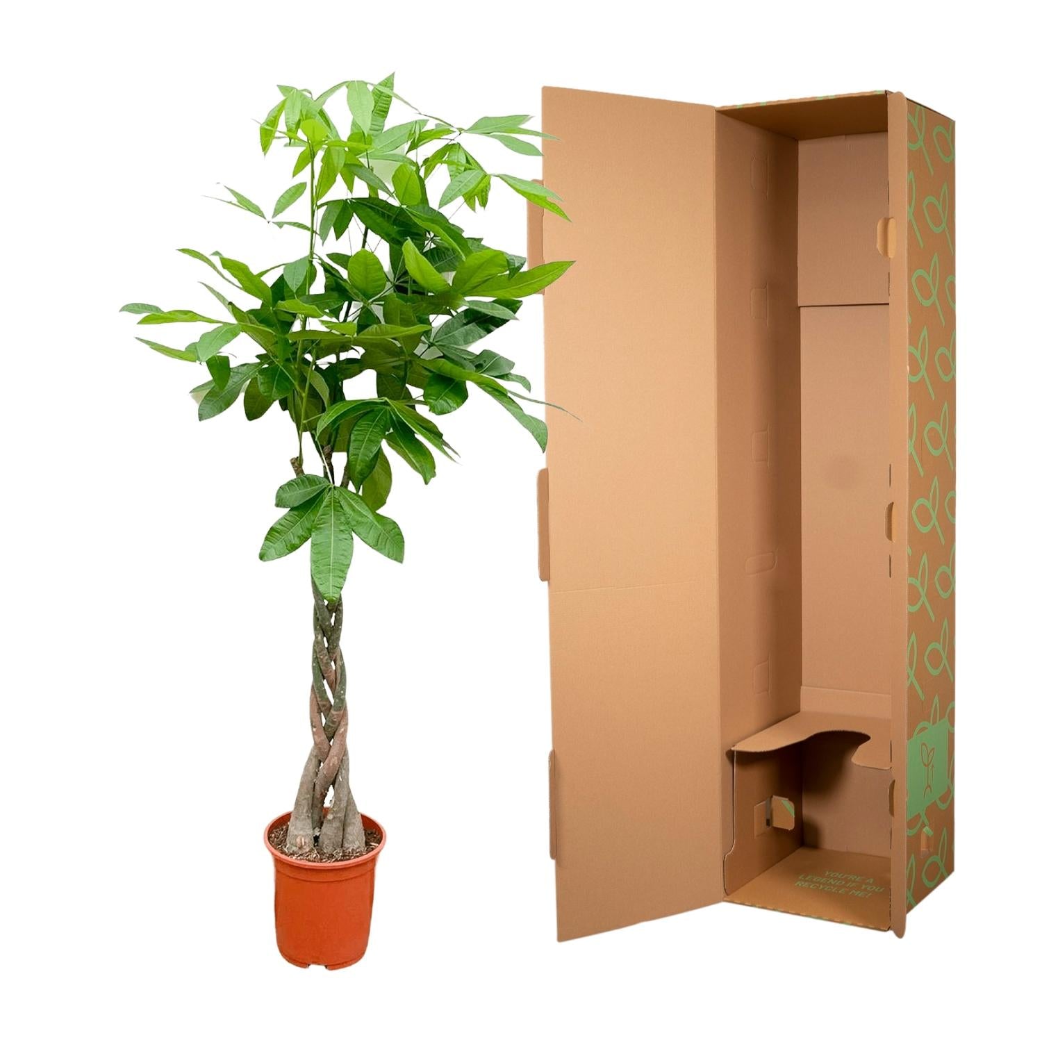 Pachira Aquatica - 160cm - ø24