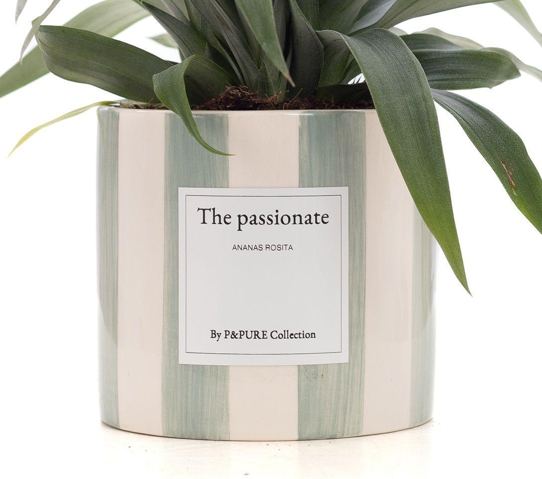 Ananas Rosita Gift "The Passionate" WITH GREETING CARD! - Ø12cm - ↕35cm
