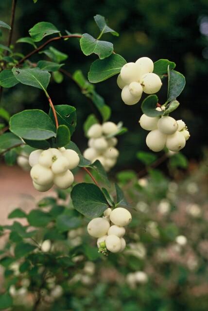 48x Symphoricarpos ch. 'Hancock' - ↕10-25cm - Ø9cm