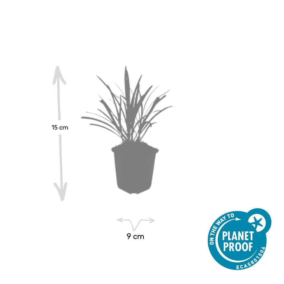 24x Liriope muscari 'Ingwersen' - ↕10-25cm - Ø9cm