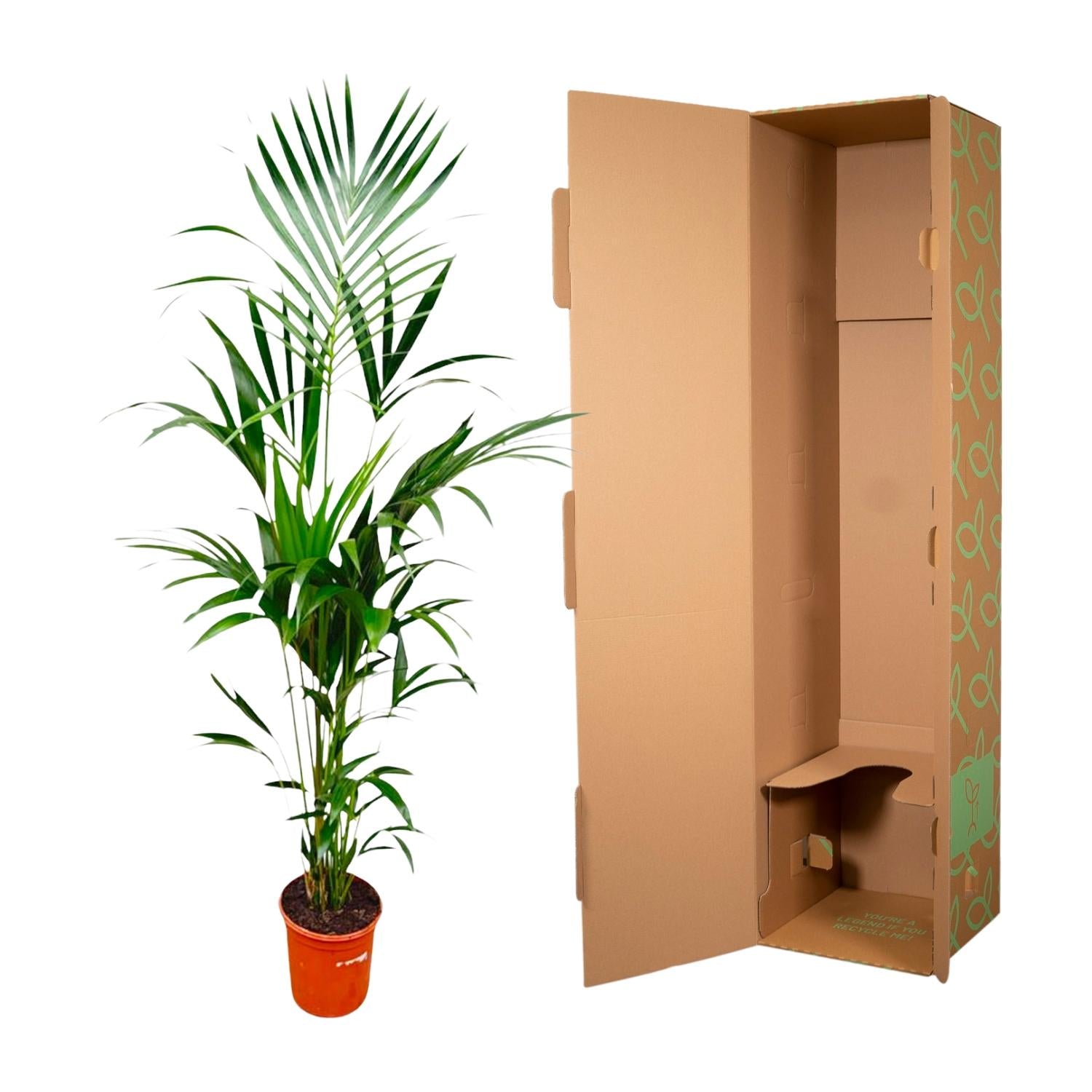 Kentia palm - 180cm - ⌀21 -24