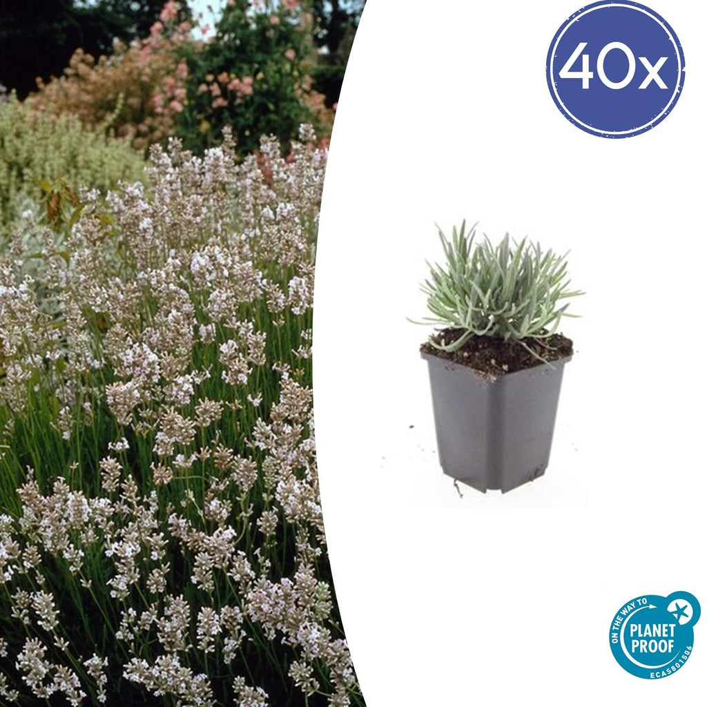 40x Lavandula int. 'Edelweiss' - ↕10-25cm - Ø9cm