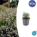 40x Lavandula int. 'Edelweiss' - ↕10-25cm - Ø9cm