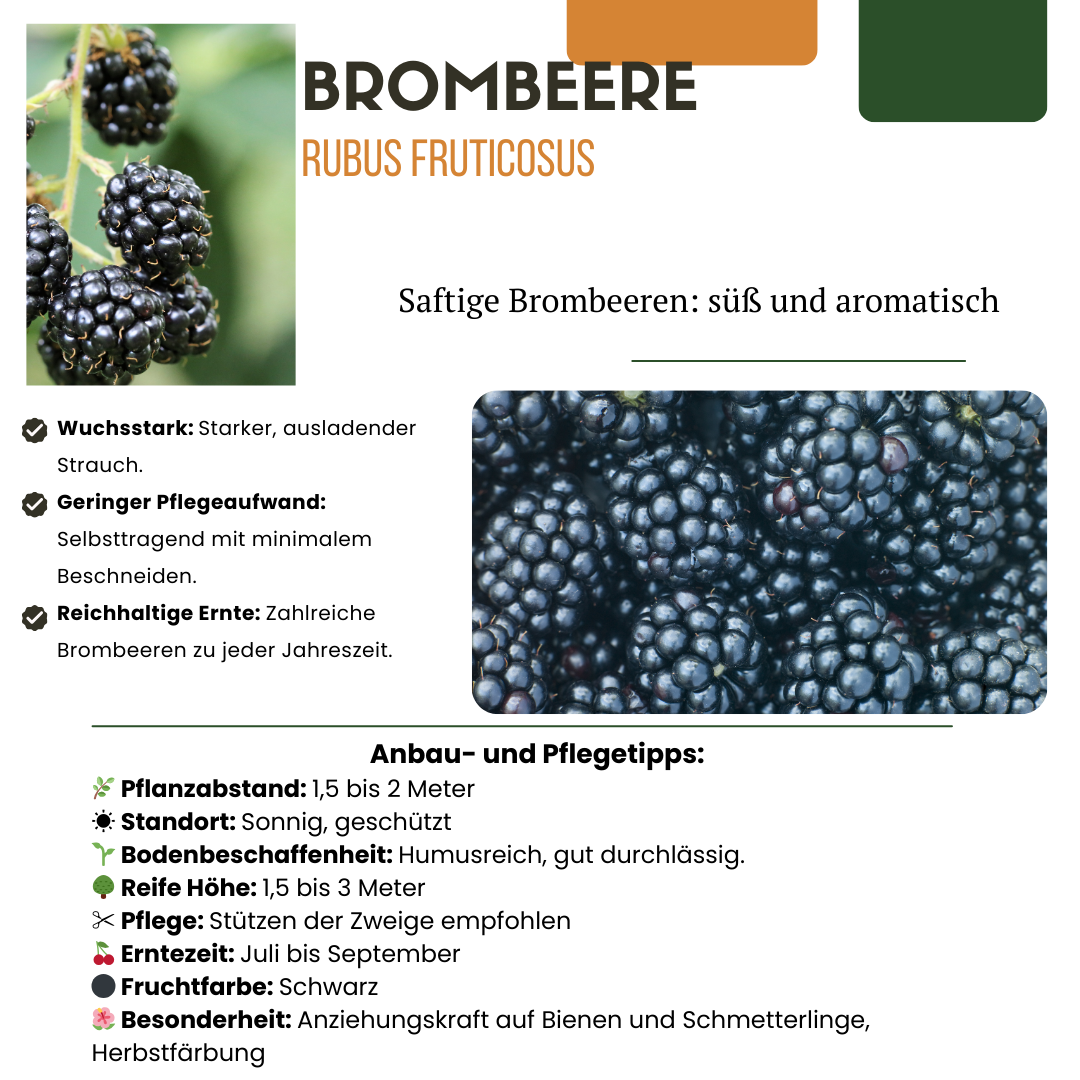 6 x Biologische bramenplanten - Ø 13 cm - ↨ 20 cm