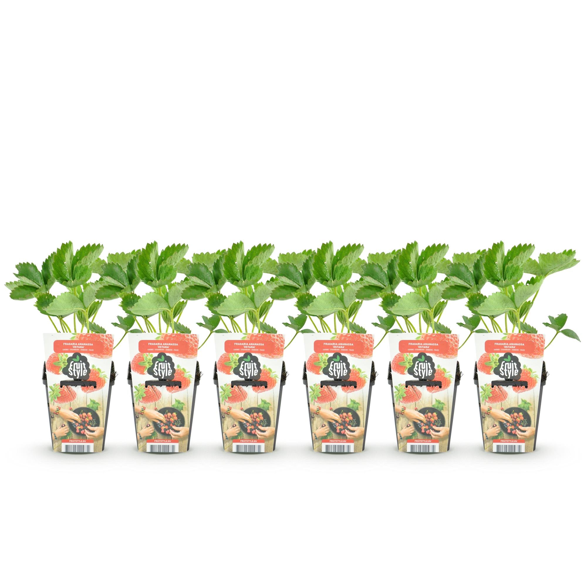 Green boutiQ - Fruitplanten - Aardbei - Fragaria Elvira - Winterhard - 6 Planten - Pot 9 cm - Rode Aardbei