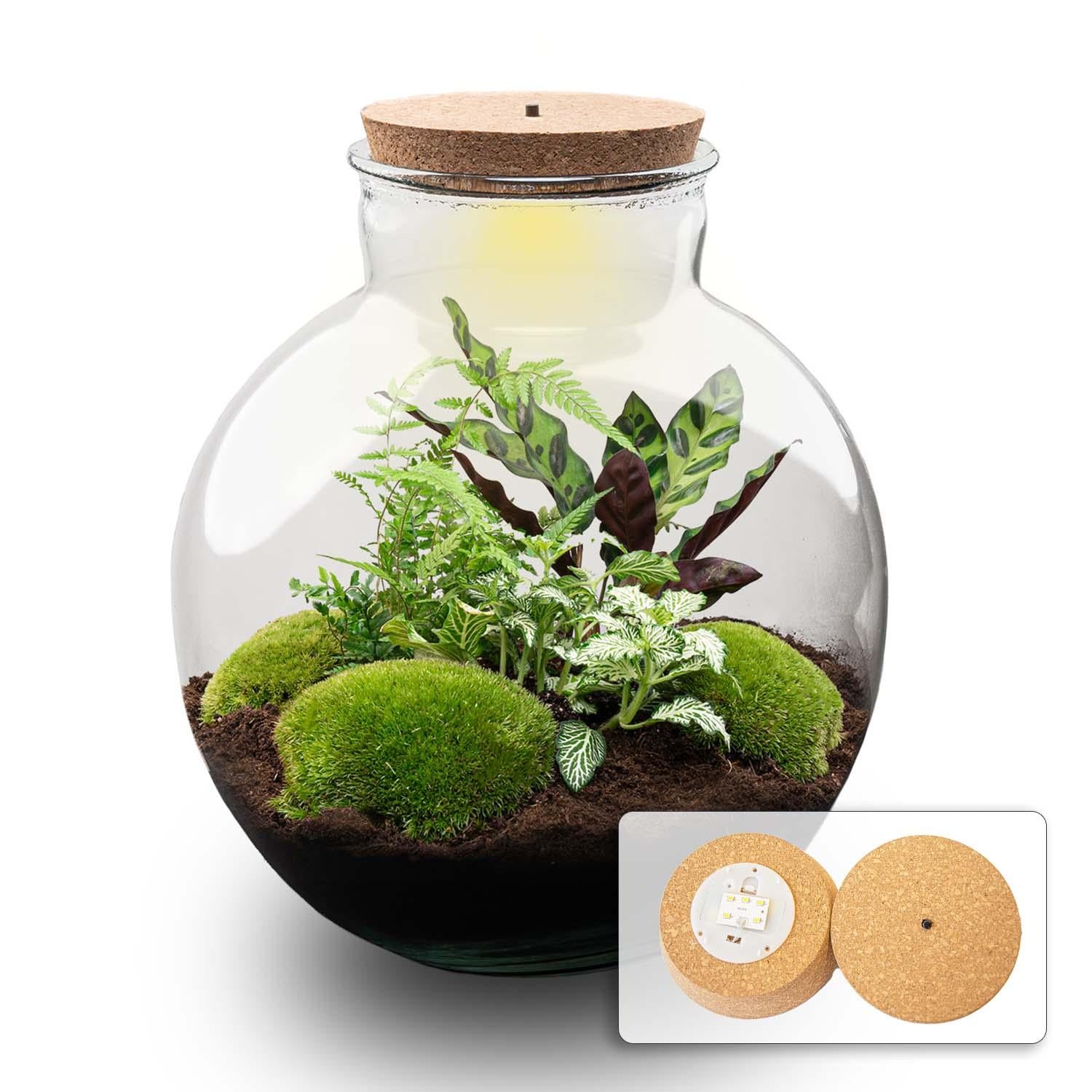 DIY Planten terrarium (met verlichting) - Bolder Bob - Ø 31 cm ↑ 30 cm - Met LED-kurk