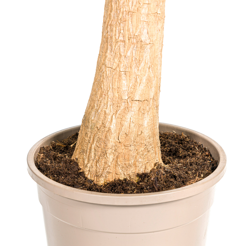 Beaucarnea Recurvata Stam met mand Ø24cm - ↕80 - 100cm