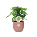 Monstera ‘Monkey Leaf’ in ELHO Vibes Fold 14cm roze