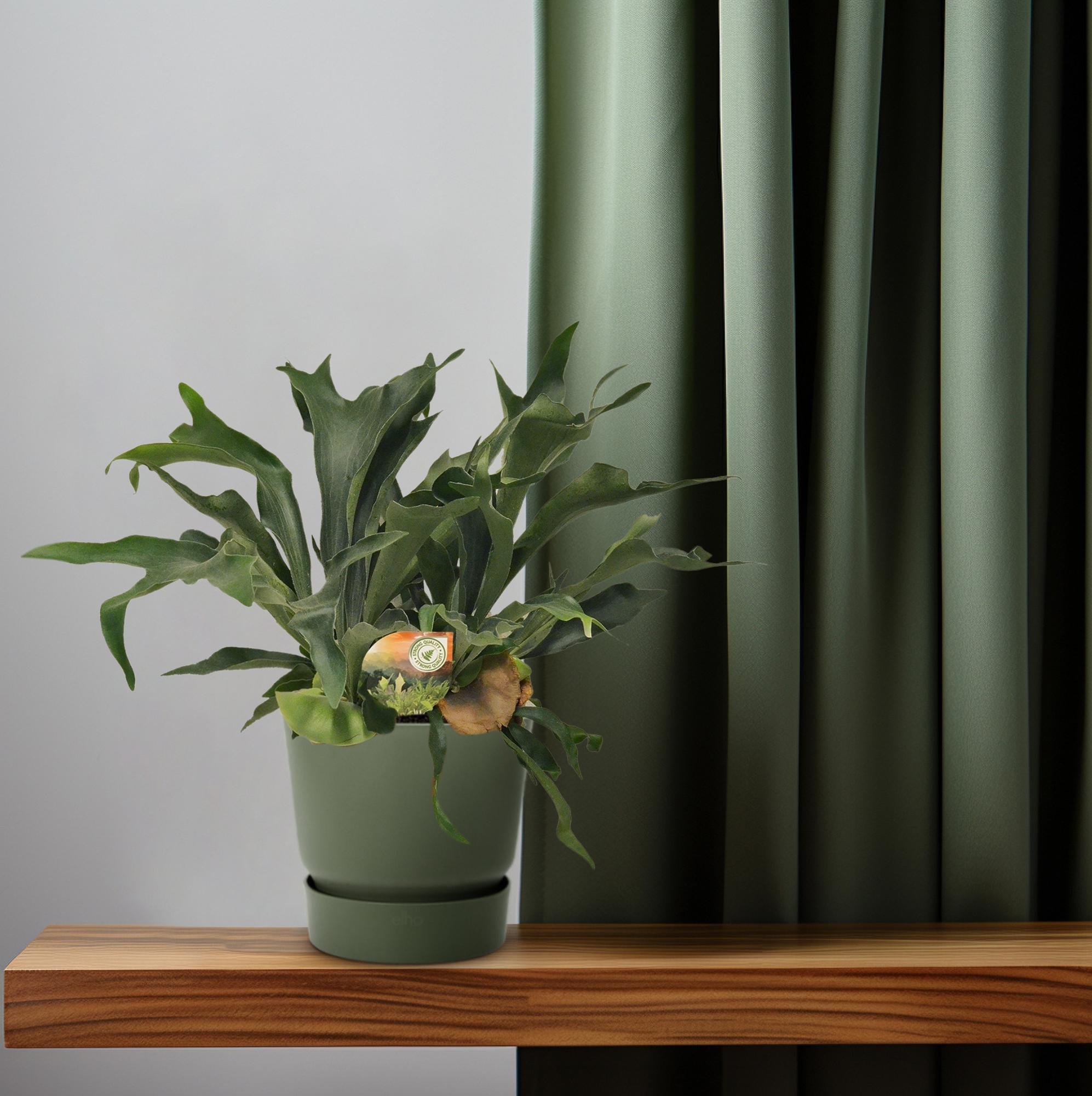 Platycerium Bifurcatum - Ø26cm - ↕80cm