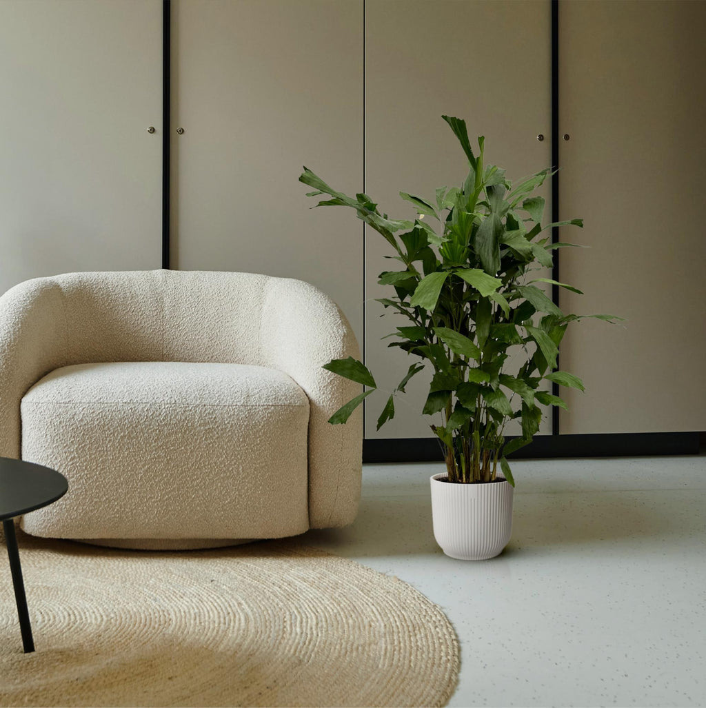 Caryota Mitis - 130 cm - Ø21cm