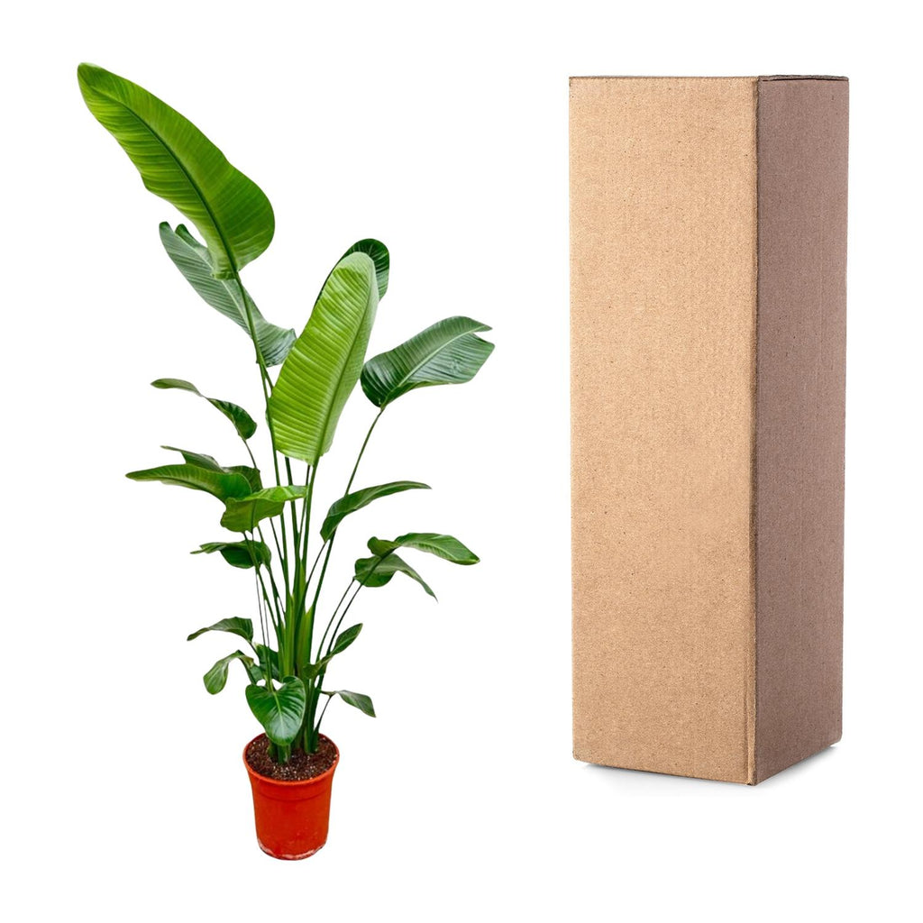 Strelitzia Nicolai - 180-200 cm - ø25-30