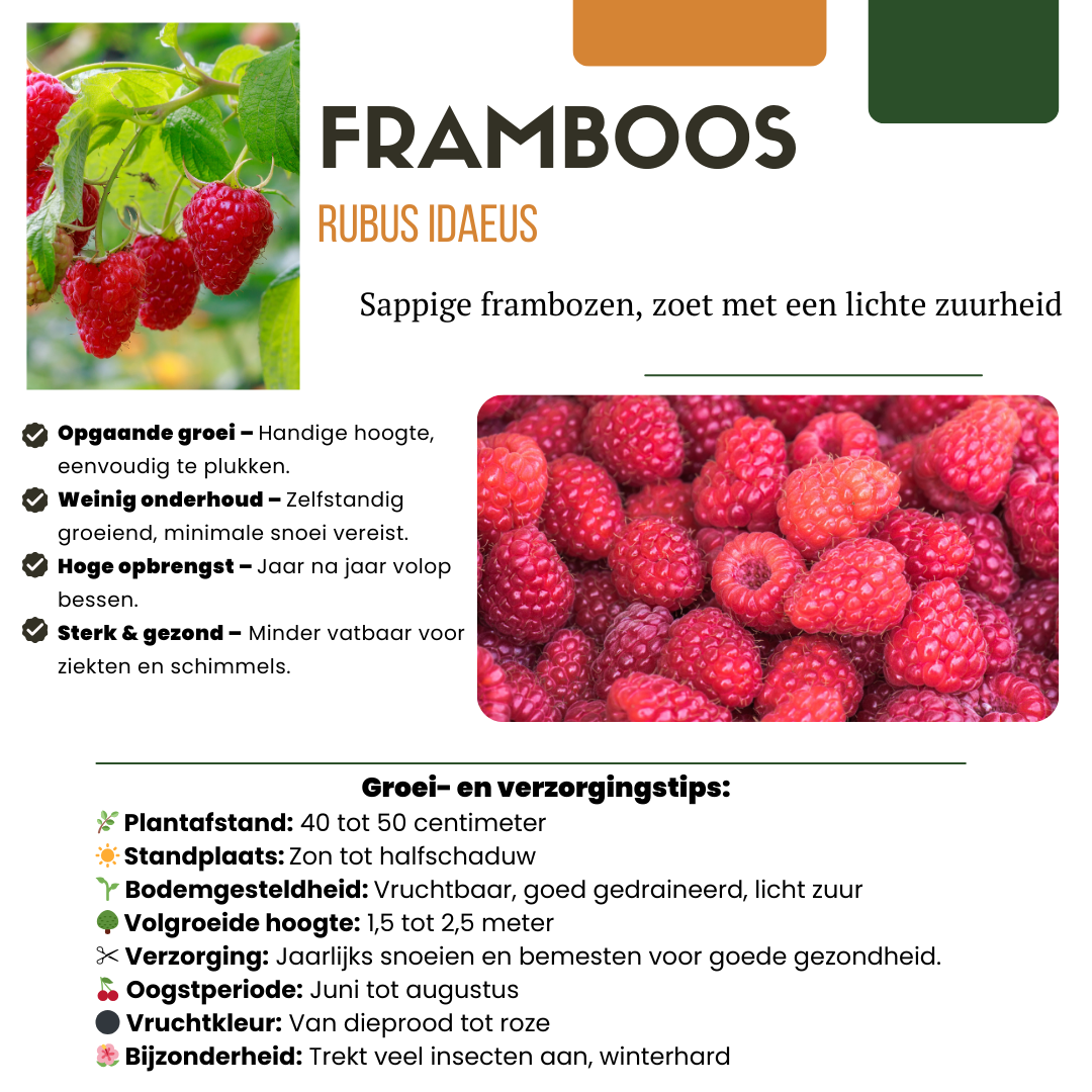 "Zomervruchten" BIO Fruitplanten mix set van 4 verschillende soorten