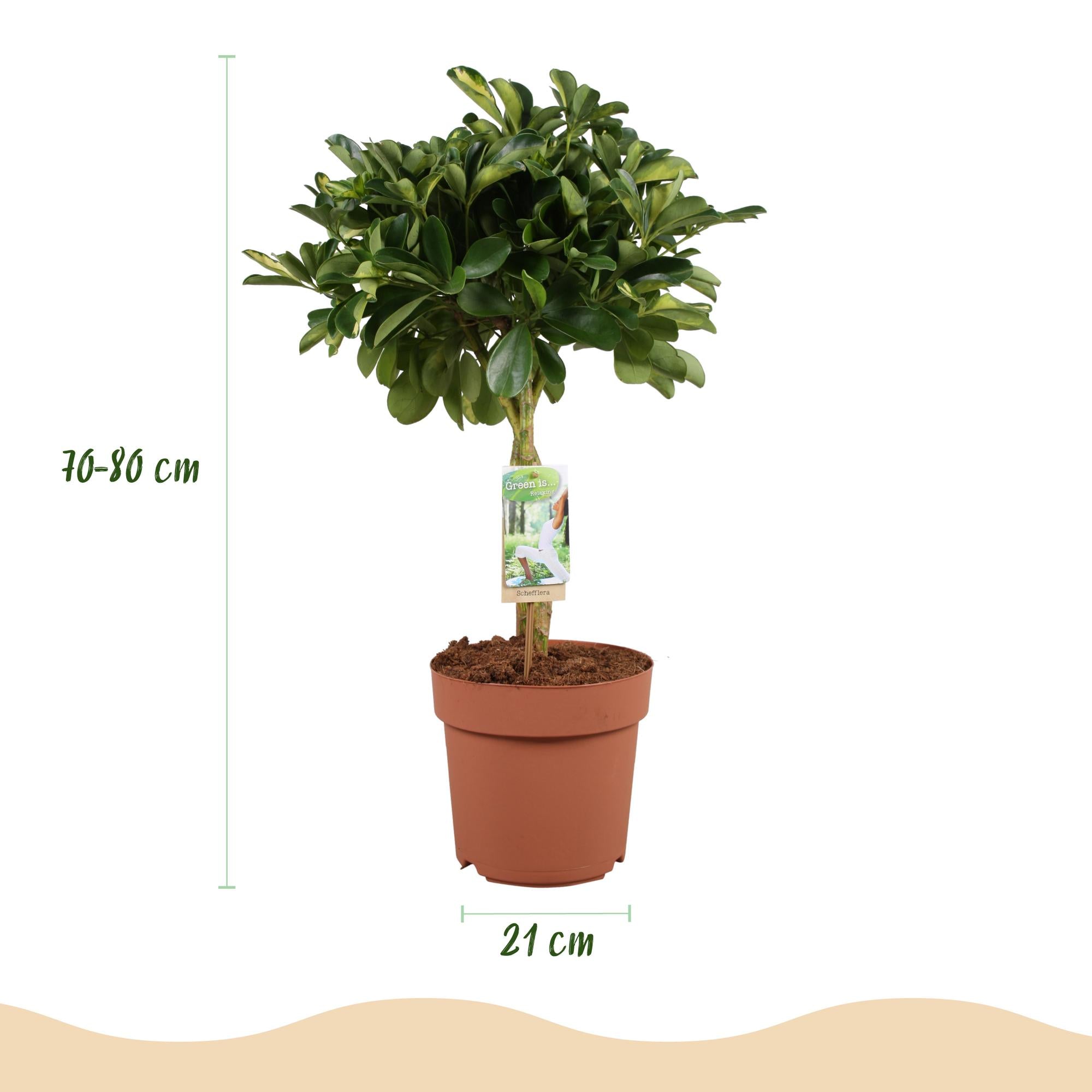 Green boutiQ - Kamerplanten - Schefflera Gold Capelle - Vingerboom - Weinig onderhoud - Groen - goud - 1 Plant - met Potter Wit - Pot 21cm - Hoogte 70-80cm